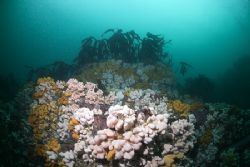 Dead mans fingers. Farne islands.
D200, 10.5mm. by Derek Haslam 
